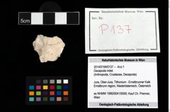 Foto (Objekt + Etikett) von Decapoda indet.  (NHMW-GEO-2014-0194-0137)